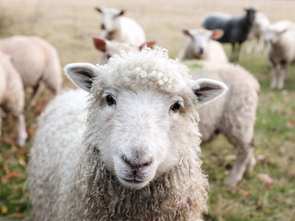 Wool Dryer Balls - Laundry Essential